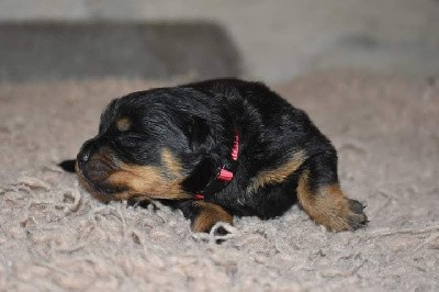 CHIOT
