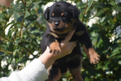 CHIOT 10