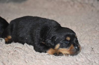 CHIOT