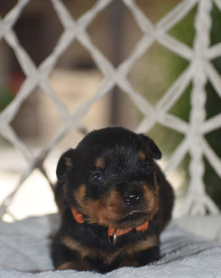 CHIOT