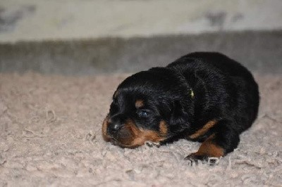 CHIOT