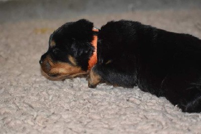 CHIOT
