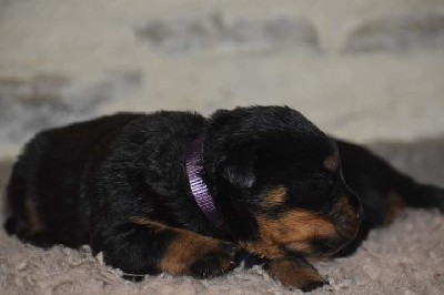 CHIOT