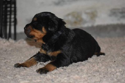CHIOT
