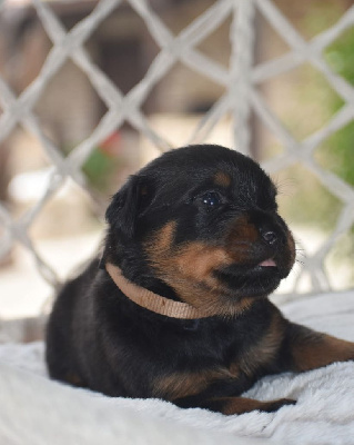 CHIOT
