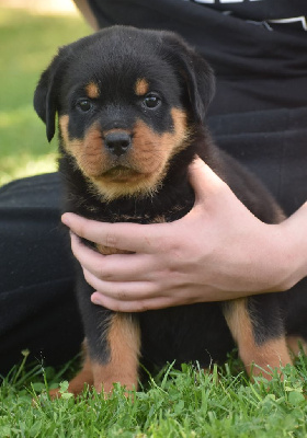 CHIOT