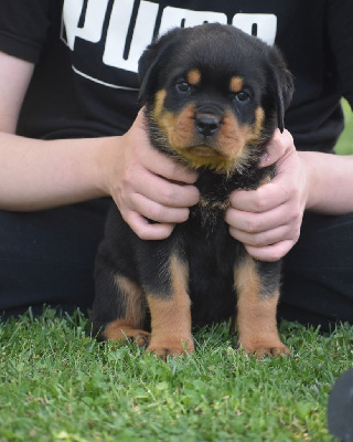 CHIOT