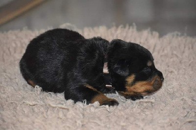CHIOT