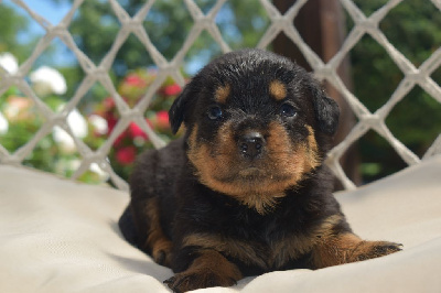 CHIOT