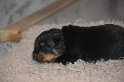 CHIOT