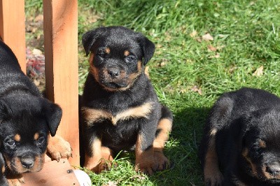 CHIOT