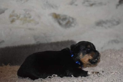 CHIOT