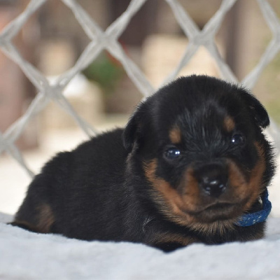 CHIOT