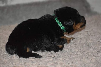 CHIOT