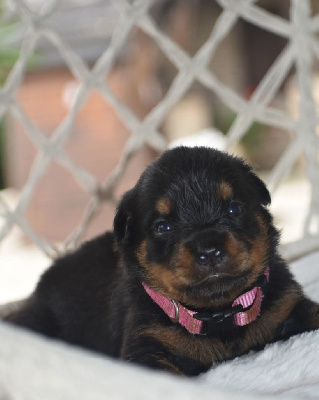 CHIOT