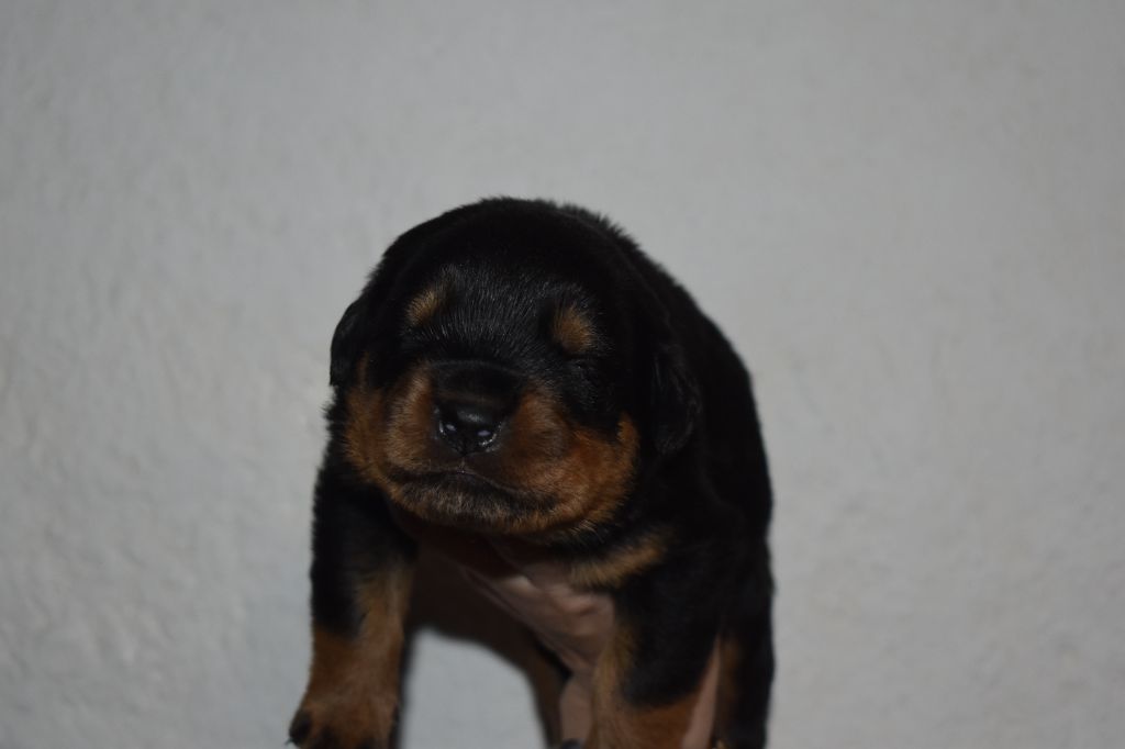 Du Royaume De L'Occitanie - Chiots disponibles - Rottweiler