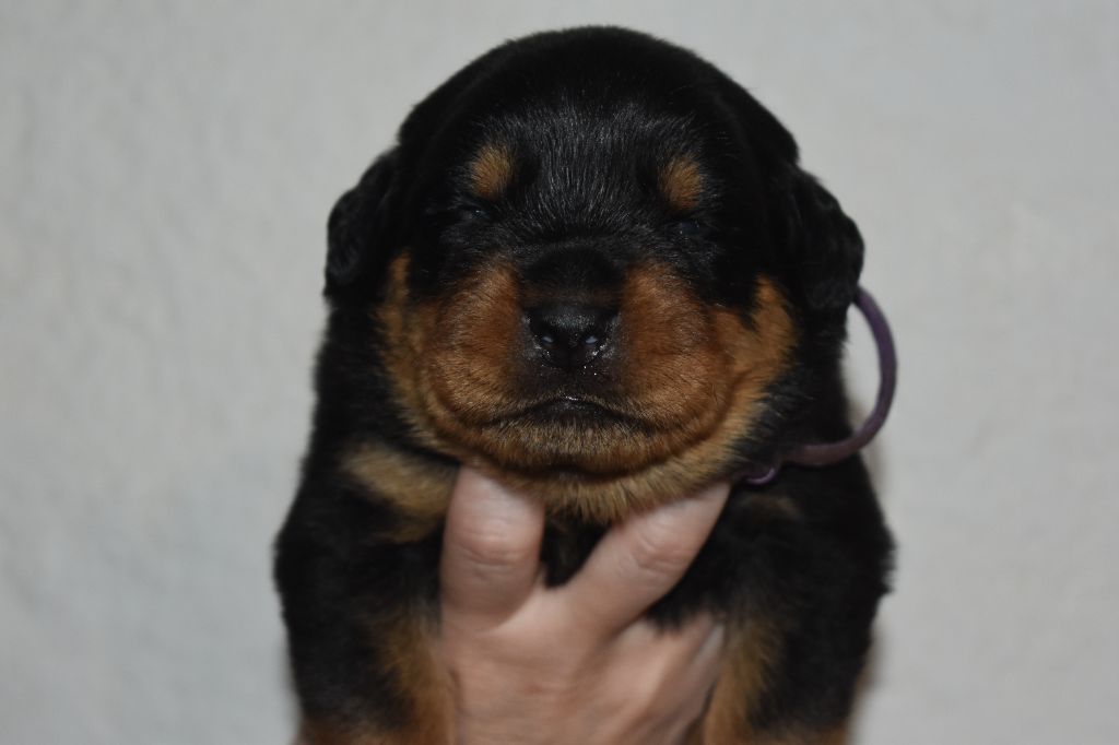Du Royaume De L'Occitanie - Chiots disponibles - Rottweiler