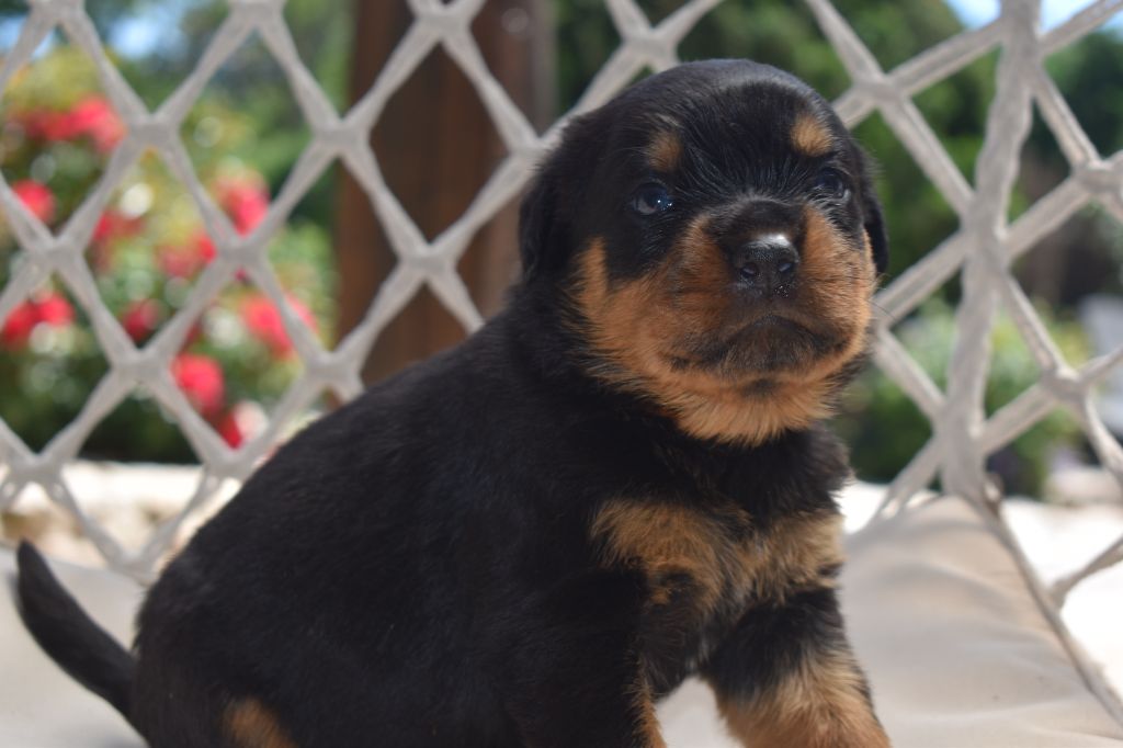 Du Royaume De L'Occitanie - Chiots disponibles - Rottweiler