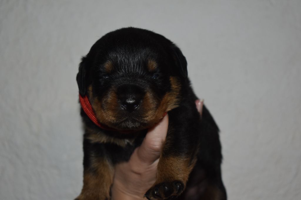 Du Royaume De L'Occitanie - Chiots disponibles - Rottweiler
