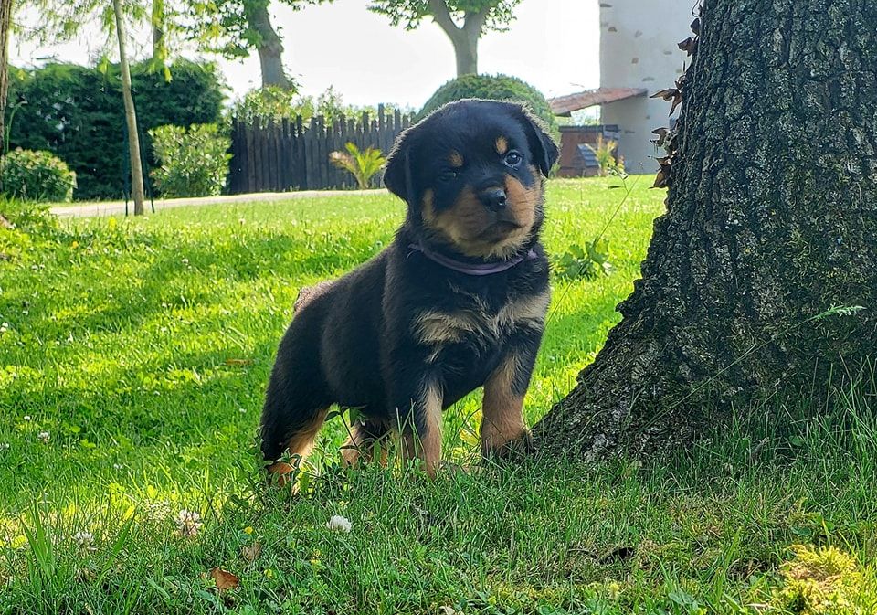 Du Royaume De L'Occitanie - Chiots disponibles - Rottweiler