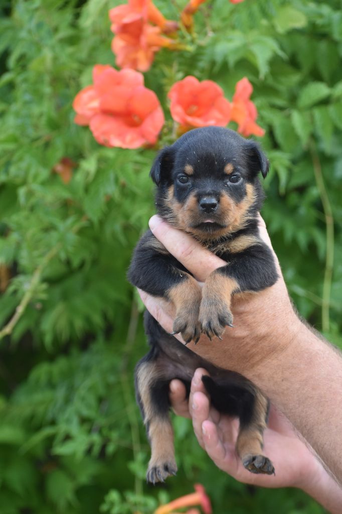 Du Royaume De L'Occitanie - Chiots disponibles - Rottweiler