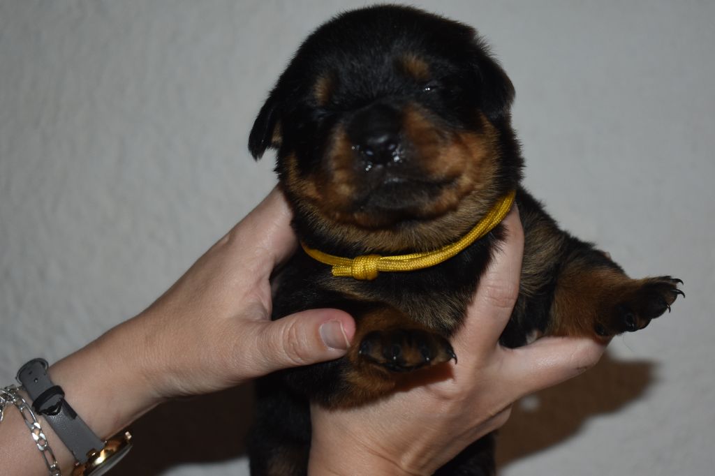 Du Royaume De L'Occitanie - Chiots disponibles - Rottweiler