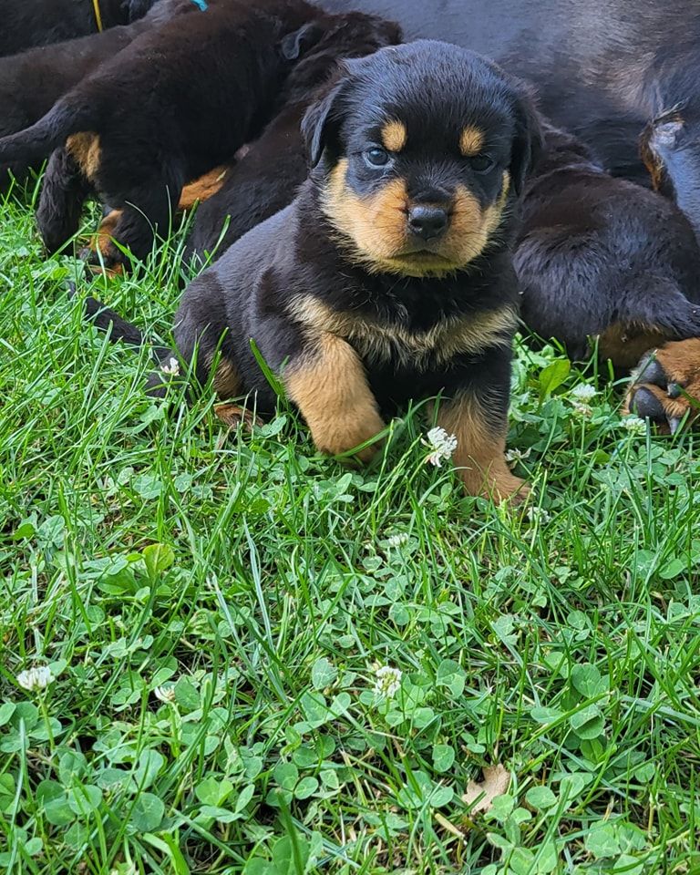 Du Royaume De L'Occitanie - Chiots disponibles - Rottweiler