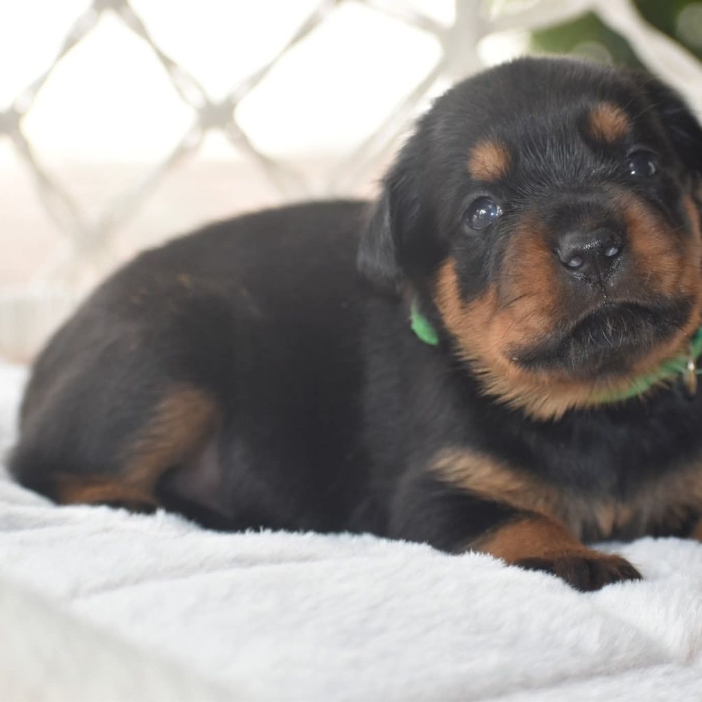 Du Royaume De L'Occitanie - Chiots disponibles - Rottweiler
