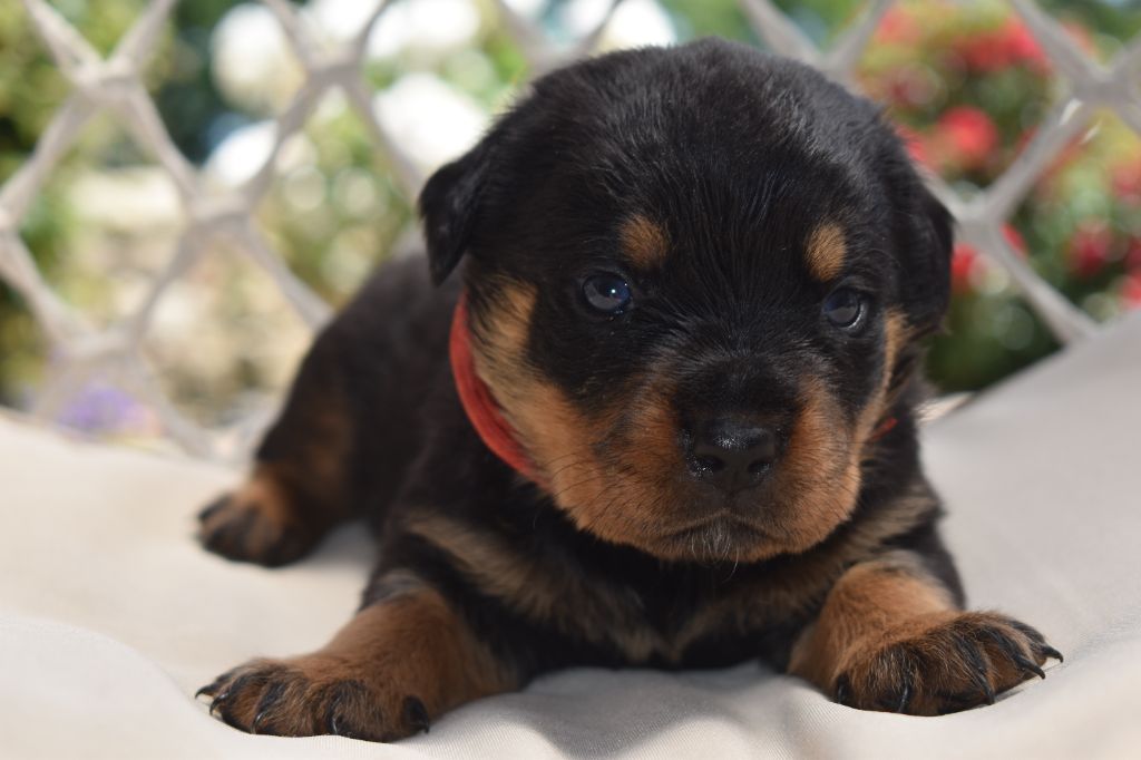 Du Royaume De L'Occitanie - Chiots disponibles - Rottweiler