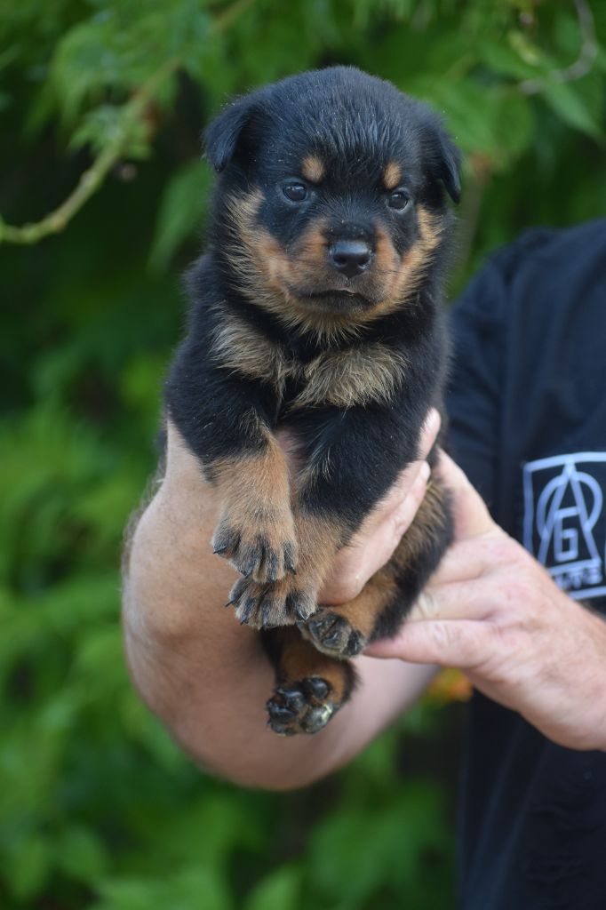 Du Royaume De L'Occitanie - Chiots disponibles - Rottweiler