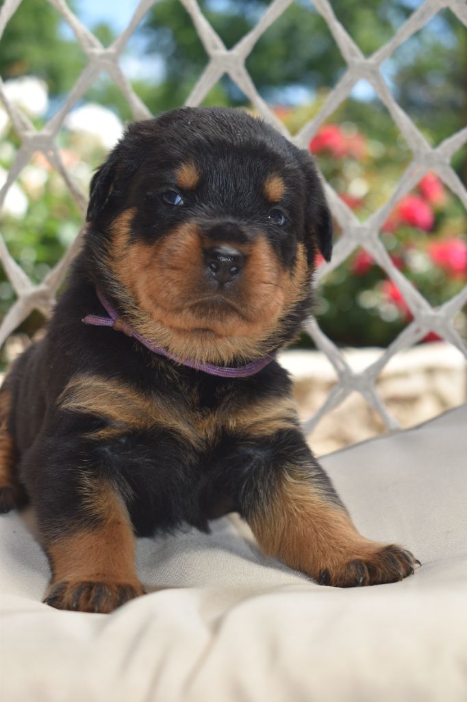 Du Royaume De L'Occitanie - Chiots disponibles - Rottweiler