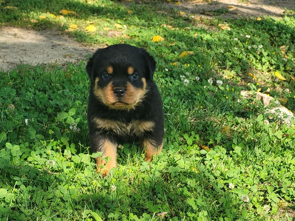 Du Royaume De L'Occitanie - Chiots disponibles - Rottweiler