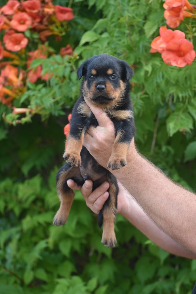 Du Royaume De L'Occitanie - Chiots disponibles - Rottweiler
