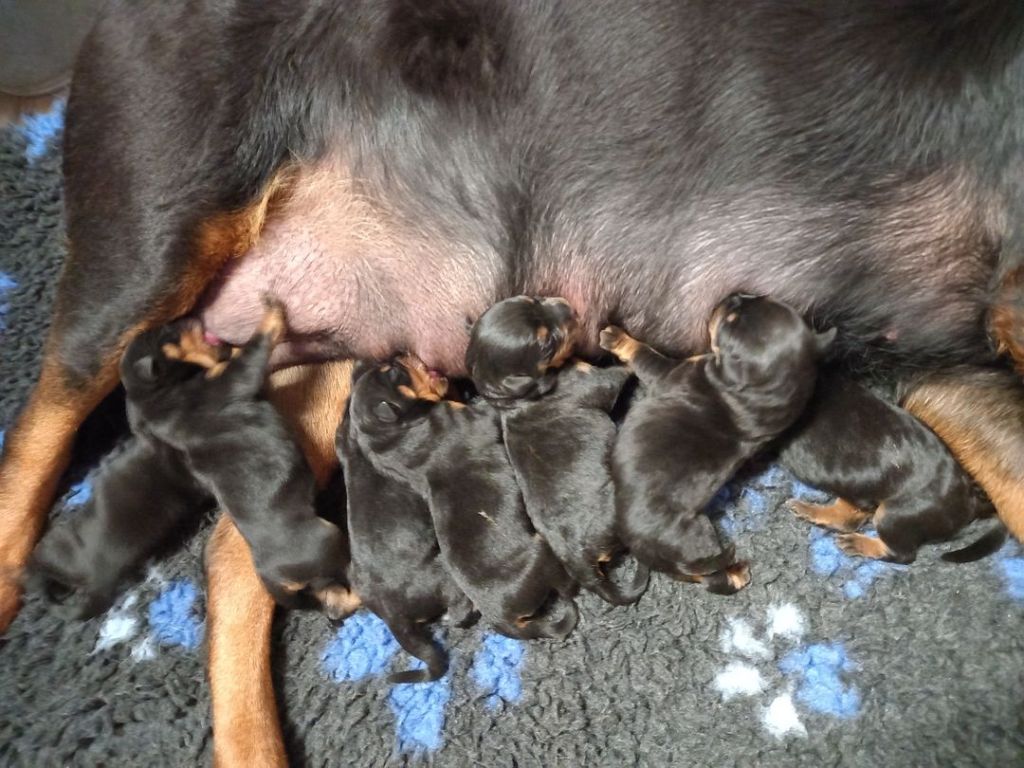 Chiot Rottweiler Du Royaume De L'Occitanie