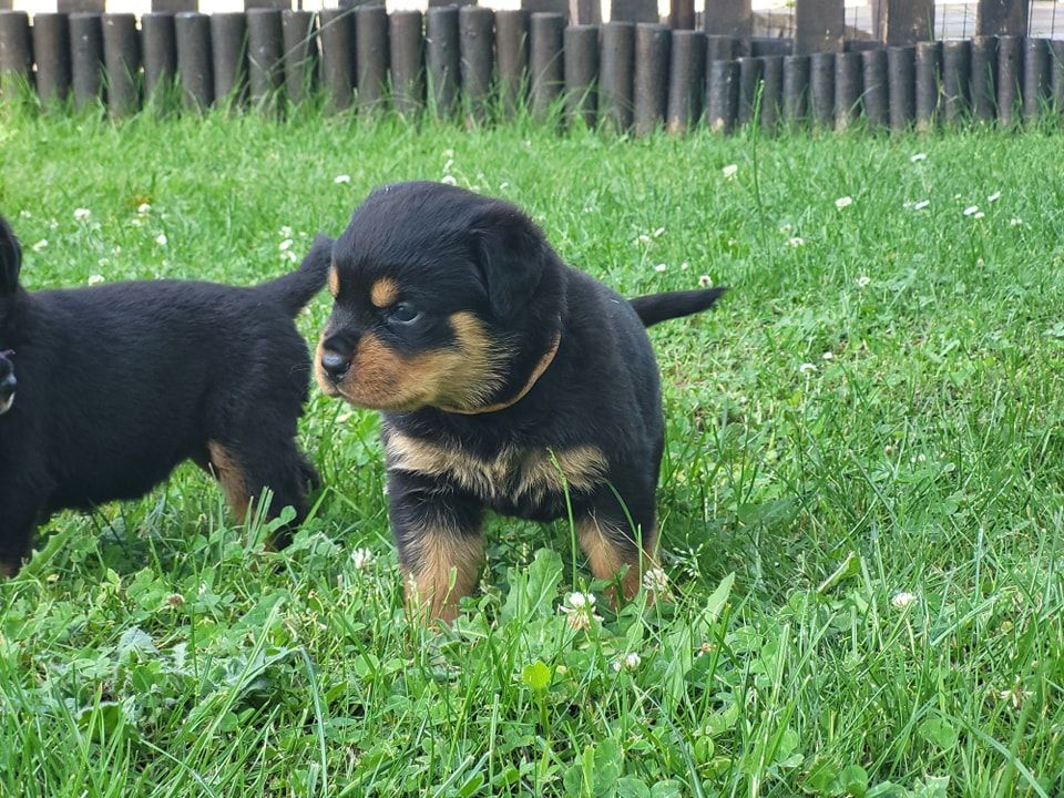 Du Royaume De L'Occitanie - Chiots disponibles - Rottweiler