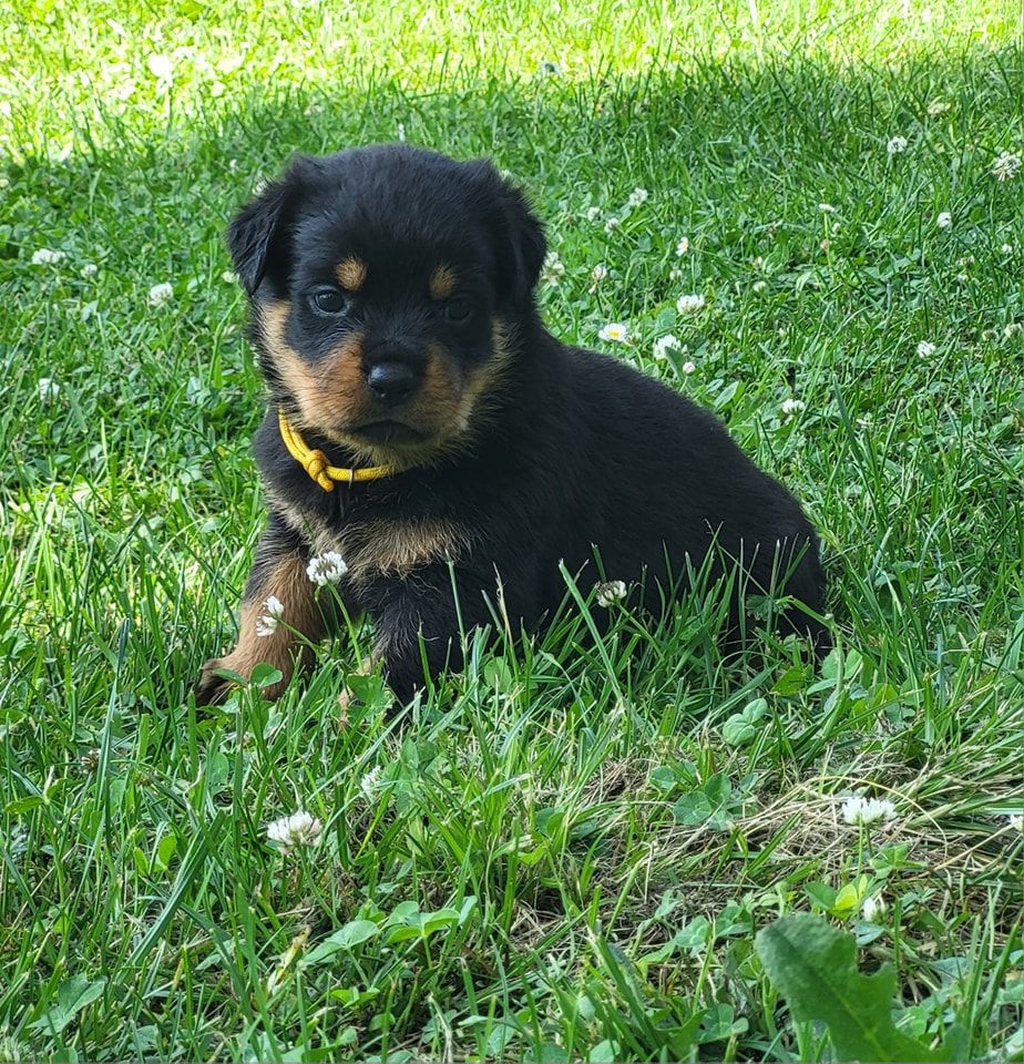 Du Royaume De L'Occitanie - Chiots disponibles - Rottweiler