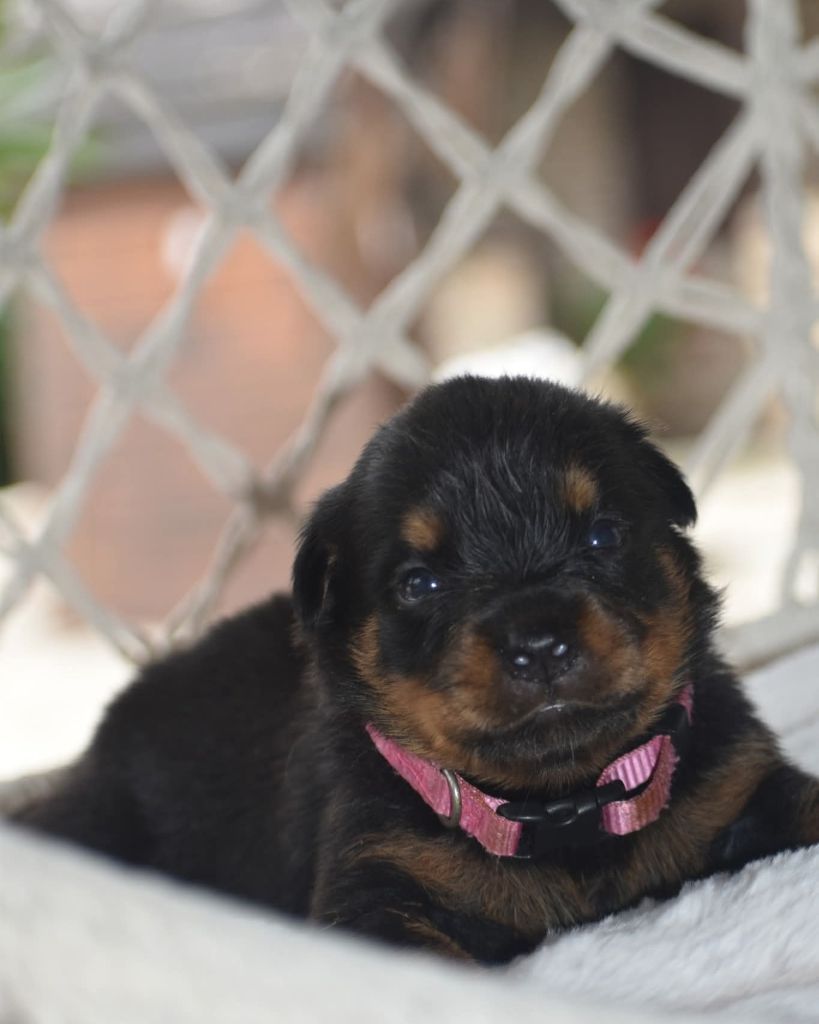 Du Royaume De L'Occitanie - Chiots disponibles - Rottweiler
