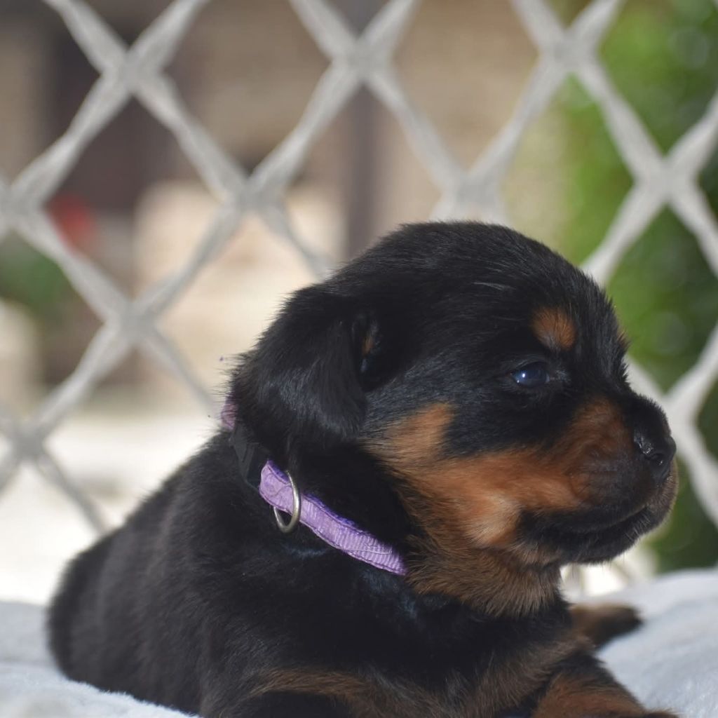 Du Royaume De L'Occitanie - Chiots disponibles - Rottweiler